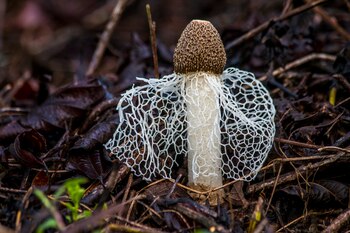 Phallus indusiatus (Naturalista Colombia)