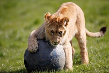 Los leones no deberán
