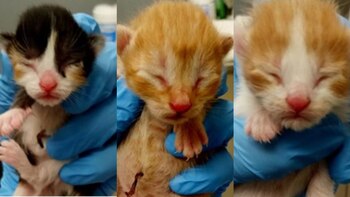 Frontier, Delta y Spirit (de