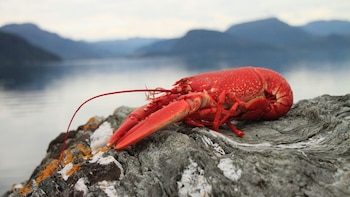 Una investigación lo confirma: las langostas y las cigalas sí que sienten dolor cuando se cocinan vivas