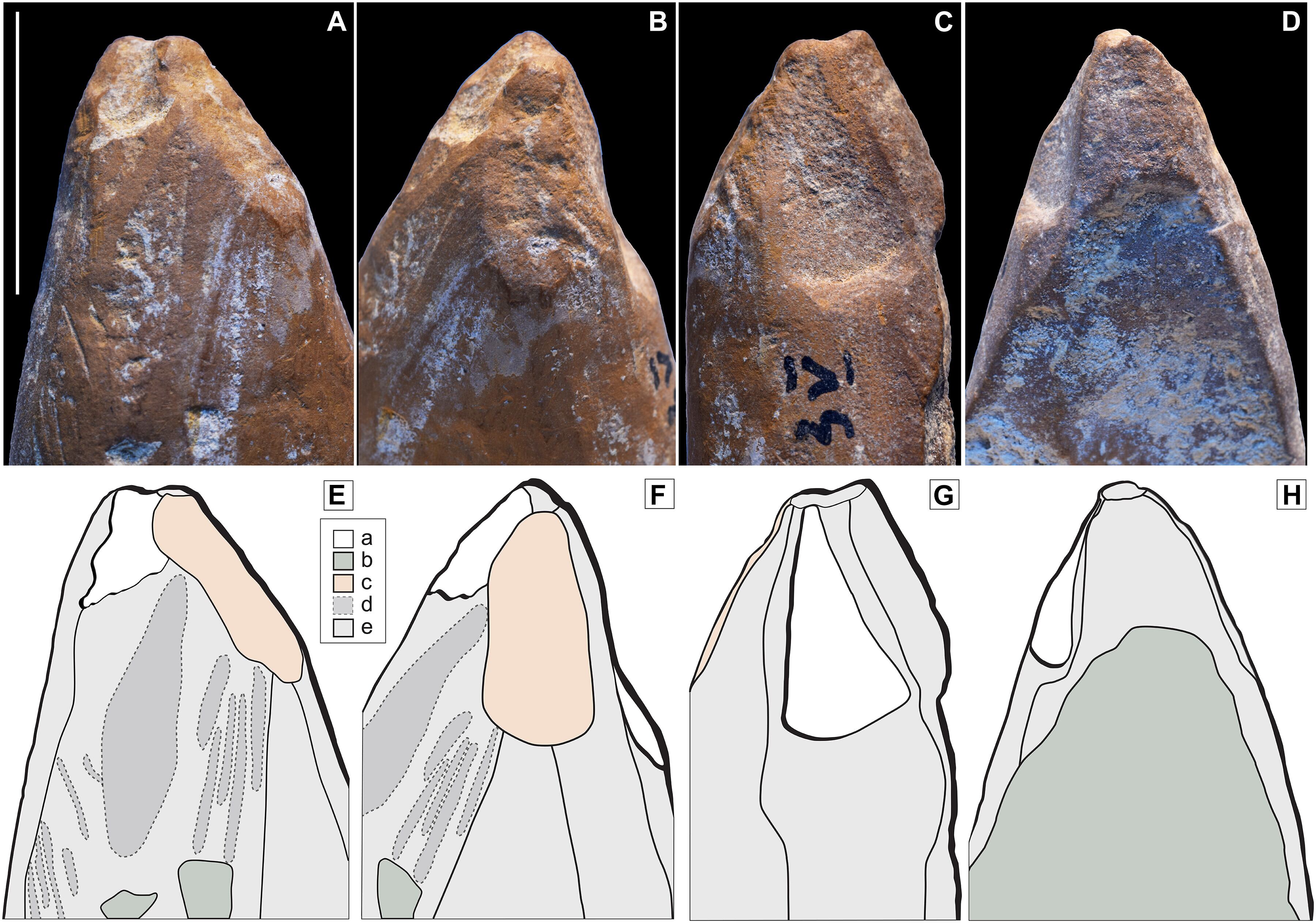 Fragmentos de ocre modelados como lápices muestran planificación y reutilización en la cultura material neandertal - (D'Errico et al. 2025, Science Advances)