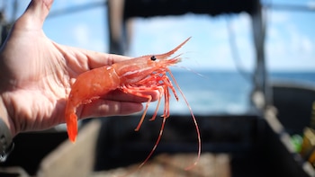 La logística de los langostinos: