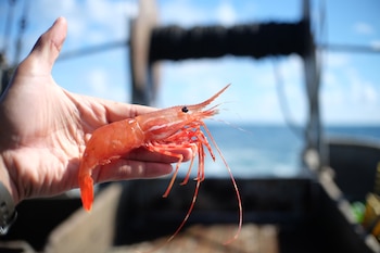 Una vez capturado, el producto