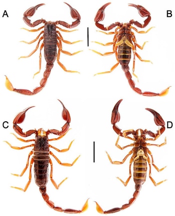Cuatro fotografías de escorpiones en vistas dorsal y ventral identificadas con letras de la A a la D sobre un fondo blanco con barras de escala
