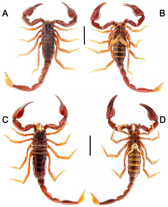 Cayooca puchus alcanza hasta 5,1 centímetros de longitud y debe su nombre a una expresión asociada con la sorpresa (Gentileza, estudio: Dos nuevas especies de escorpiones (Scorpiones: Chactidae) del extremo norte de la Amazonia brasileña, publicado en Diversity)