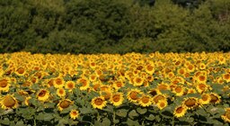 Los precios del aceite de girasol no aflojan
