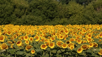 Los precios del aceite de