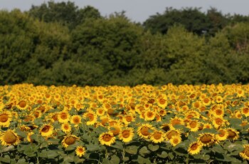 Campo de girasoles