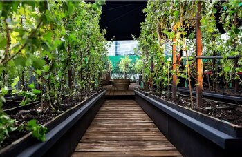 El hotel tendrá un viñedos