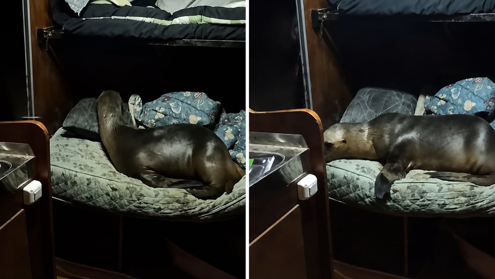 Un lobo marino entró a un camarote de un buque pesquero en la zona de Mar del Plata y se acostó sobre una cucheta ante la sorpresa de la tripulación (TikTok)
