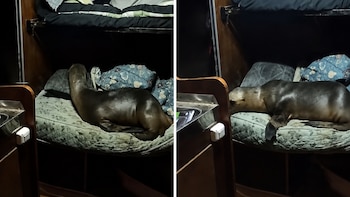 Un lobo marino entró a un buque pesquero en Mar del Plata, se acostó en una cama y sorprendió a la tripulación