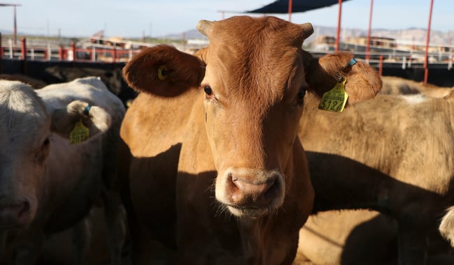 México exportará hasta mil 500 cabezas de ganado diarias a EEUU a partir de octubre. (Agricultura)