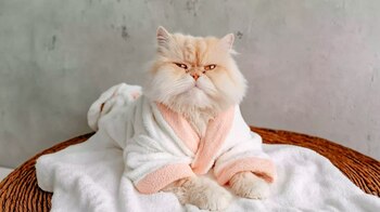 baño relajante, aromaterapia felina, cuidado estético, spa de lujo, mimos para gatos, tratamientos especiales, grooming relajante, felinos consentidos, ambiente zen, experiencia premium - (Imagen Ilustrativa Infobae)