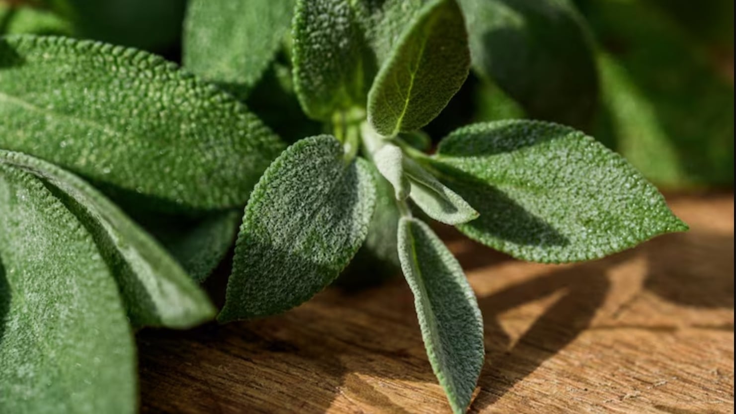 La salvia regula la glucosa y mejora la memoria, según estudios recientes y expertos en salud natural (Freepik)