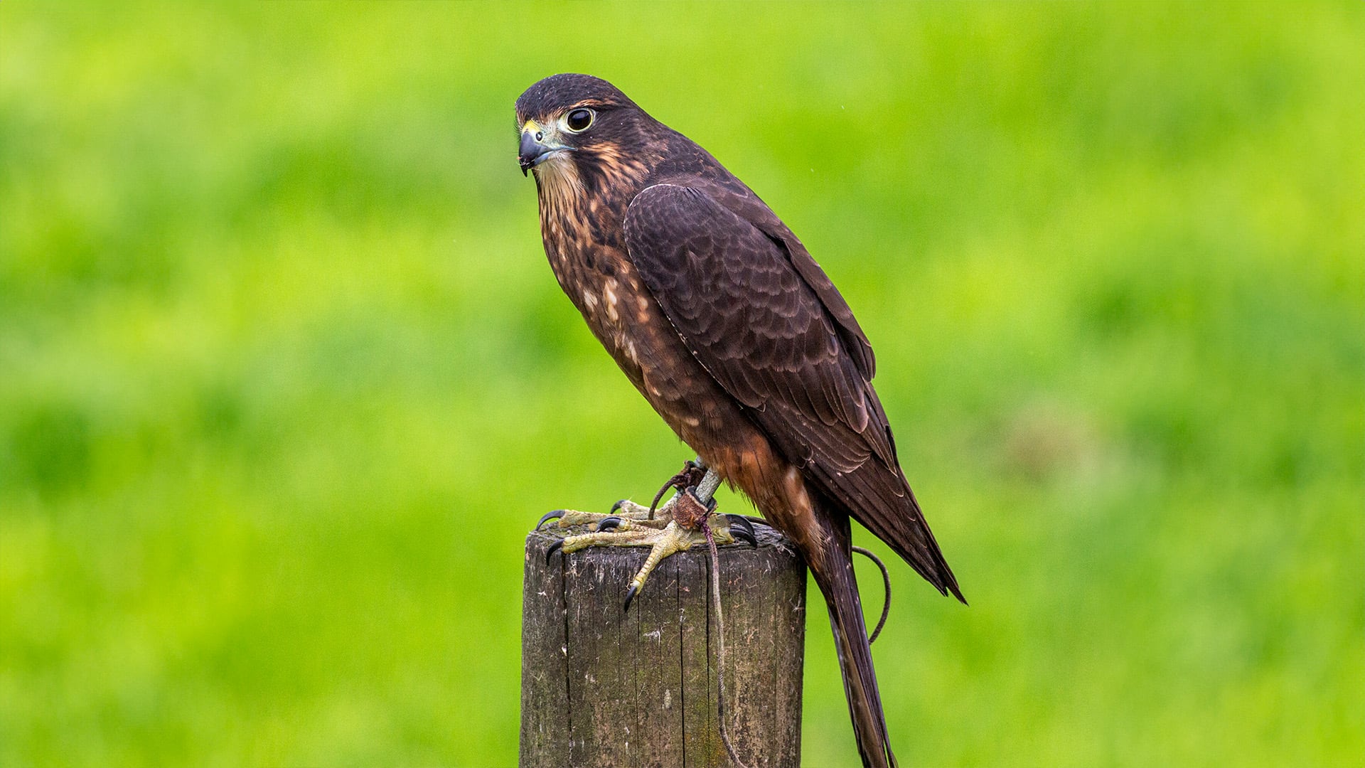 El avance en la descripción de nuevas especies abre oportunidades claves para la medicina, la biotecnología y la conservación ambiental - (WikiCommons/Michael Tolich)