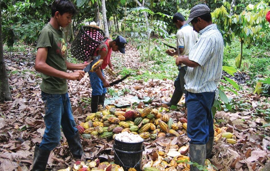 La cosecha del cacao se realiza de manera manual. (Ministerio de Cultura y Patrimonio)