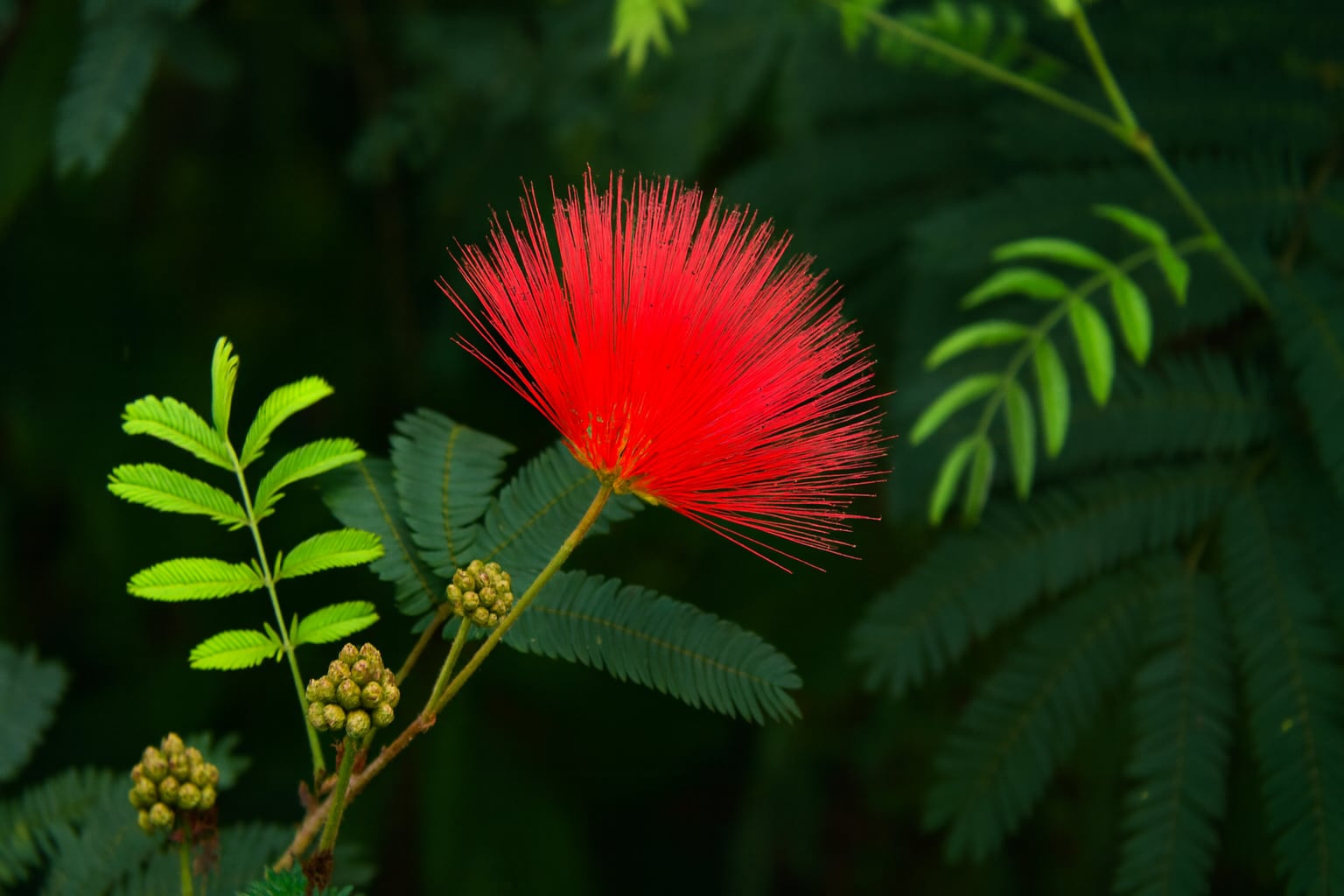 Varios machos de colibrí se agrupan para exhibirse y compiten entre sí en zonas tropicales y bosques húmedos de América (Imagen Ilustrativa Infobae)