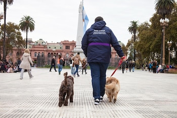 Los perros muchas veces logran