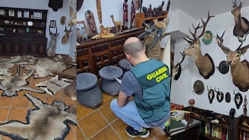 La persona investigada en Almería tenía una extensa colección de piezas de especies protegidas. (Guardia Civil)