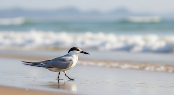 Un charrán pico negro, con plumaje blanco y gris y gorro negro, camina sobre la arena húmeda de la playa. Olas espumosas y el mar azul difuminado al fondo.