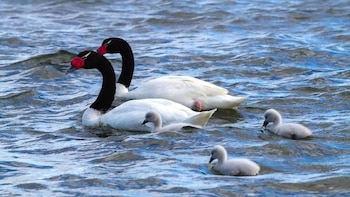 Dos cisnes de cuello negro adultos, con cuerpos blancos y cuellos negros, nadan junto a tres cisnes jóvenes grises en aguas azules con pequeñas olas