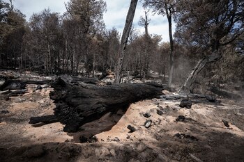 El bosque de lengas, totalmente