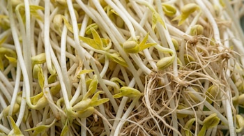Conjunto de brotes de soja con tallos blancos, pequeñas hojas amarillentas y raíces delgadas.