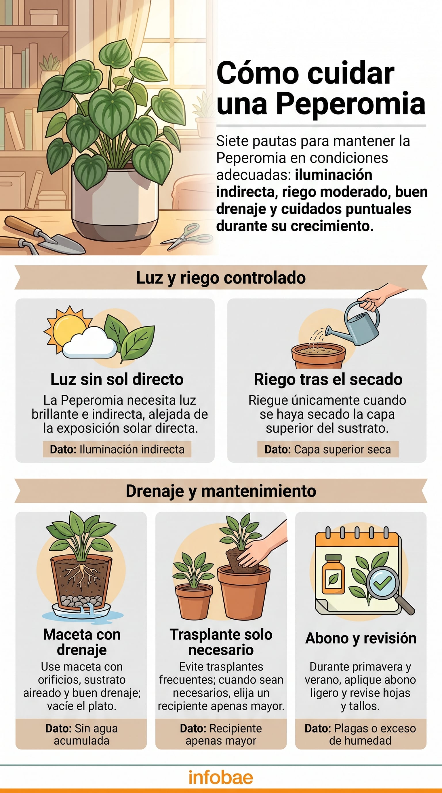 Pautas básicas para la iluminación, riego y mantenimiento de la Peperomia. (Imagen Ilustrativa Infobae)