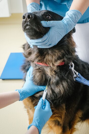 La vacunación es la mejor