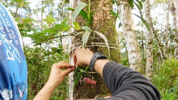 Dentro del Plan de Manejo Ambiental, Social, Integrado y Sostenible para la reserva forestal protectora nacional de la cuenca alta del río Mocoa, se realizó la propagación, identificación, cultivo y conservación de 64 especies de orquídeas, 10 especies de bromelias, 5 especies de musgos, 5 especies de hepáticas, 1 especie de liquen y 5 especies de helechos arborescentes. Foto: Invías.