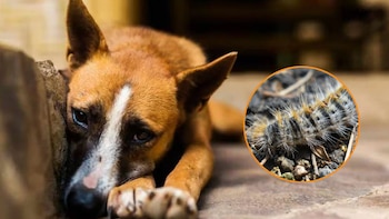 La oruga procesionaria es una