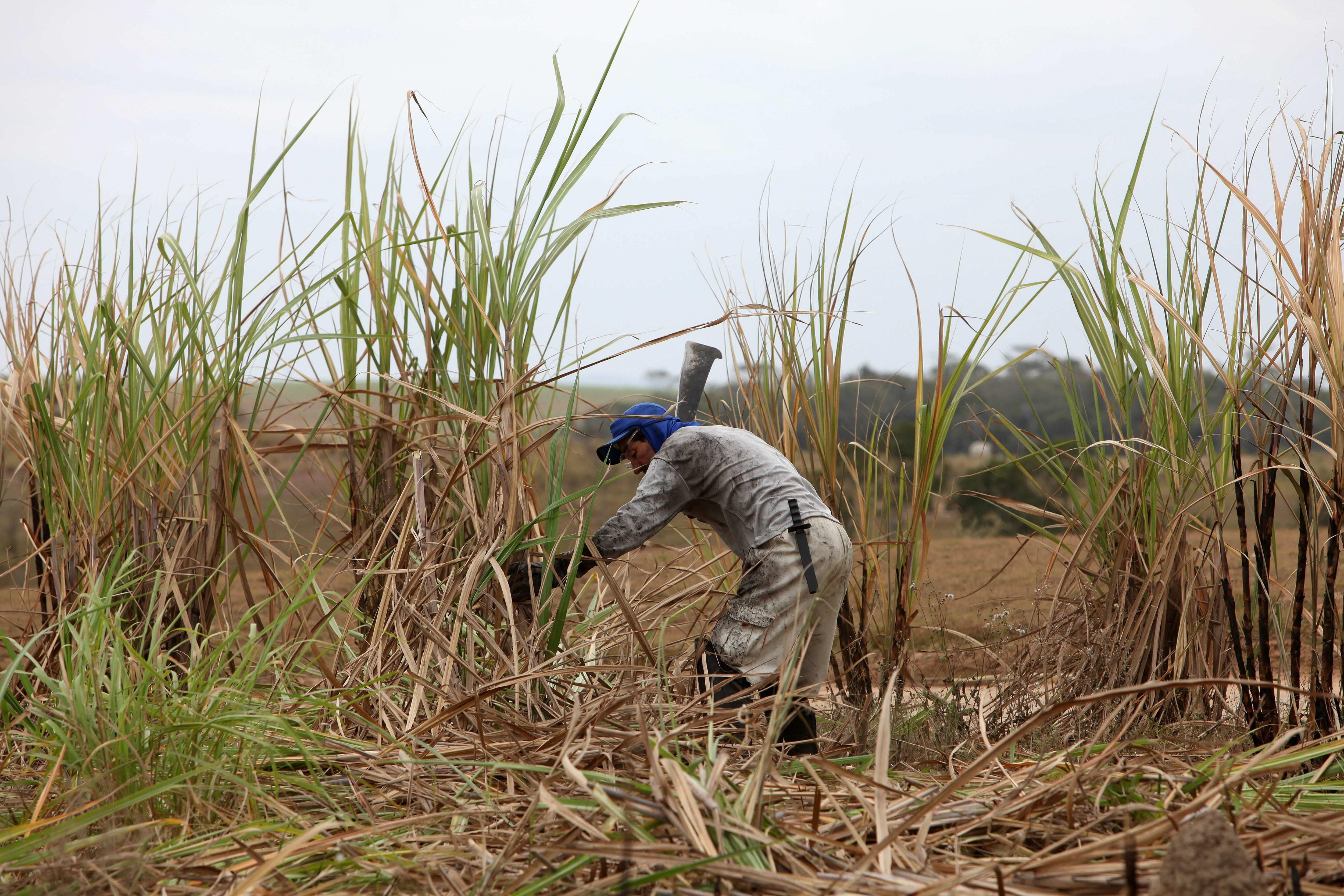 Los productores de caña estiman una reducción de entre 10% y 15% en la cosecha de azúcar. (EFE/Marcelo Sayão)