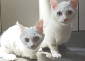 Su discapacidad no es ninguna