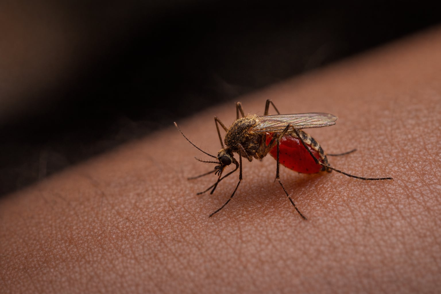 Las lluvias y el aumento de temperatura en Perú elevan el riesgo de dengue, zika, chikungunya y enfermedades gastrointestinales, con impacto en la asistencia laboral.