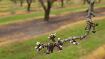 La agricultura moderna depende en