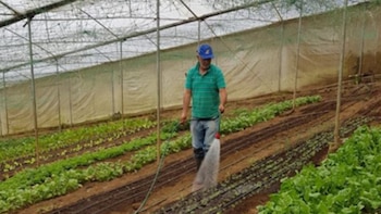 Costa Rica exportó 31,4 millones de kilos de productos orgánicos en 2025