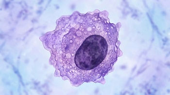 Primer plano de una célula púrpura de forma irregular con citoplasma granulado y un núcleo ovalado oscuro. El fondo es un suave desenfoque azul y morado.