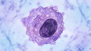 Descubren un nuevo beneficio de la creatina vinculado al sistema inmune y la prevención del cáncer
