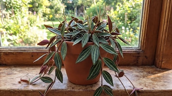 Planta Peperomia dahlstedtii en maceta de terracota sobre alféizar de madera, con hojas verdes veteadas, tallos y envés rojizos, espigas florales y jardín al fondo.
