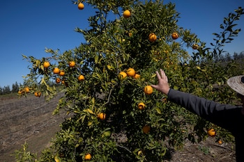 La producción de cítricos de Florida cerró la temporada con una cosecha de naranjas 6% superior a la prevista por el USDA (REUTERS/Carlos Barria)