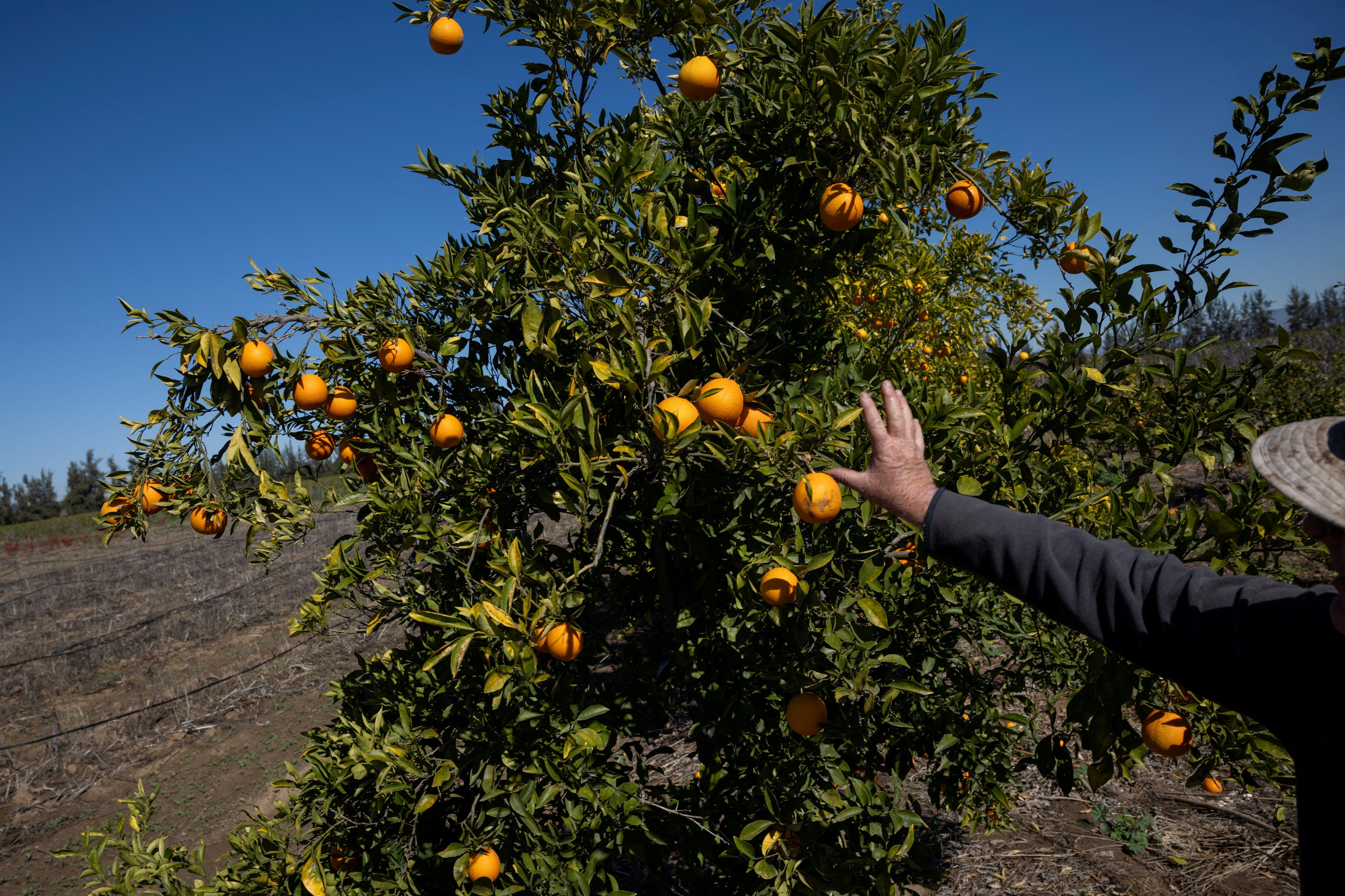 La producción de cítricos de Florida cerró la temporada con una cosecha de naranjas 6% superior a la prevista por el USDA (REUTERS/Carlos Barria)