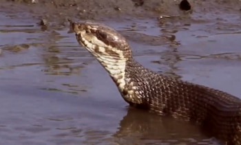 serpiente cottonmouth