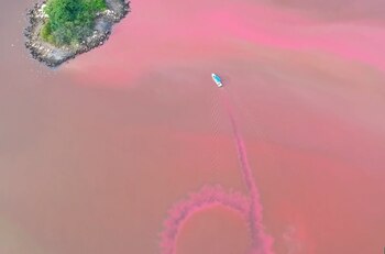 La salinidad de corrientes marinas que entraron en la laguna fomentaron el crecimiento de cianobacterias que producen este color Foto: Impresión de pantalla Twitter