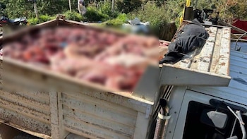 Las autoridades de Antioquia desarticularon una red de sacrificio ilegal y venta de carne insalubre de res, cerdo y burro