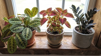 Tres plantas en maceta: maranta, coleo de hojas rosadas y zamioculca raven de hojas oscuras, sobre un alféizar de madera frente a una ventana.