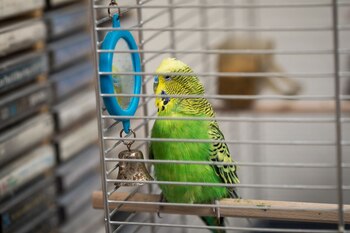 ARCHIVO - Las aves pueden considerar a su imagen en un espejo como un compañero real e intentar alimentarlo, lo que le puede causar problemas de salud. Foto: Christin Klose/dpa