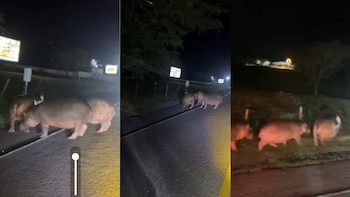 Hipopótamos de Pablo Escobar invaden carreteras y humedales en Colombia: alertan por riesgo de accidentes