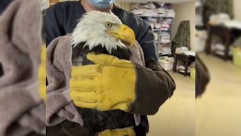 Un águila calva de cabeza blanca y pico amarillo es sostenida por una persona con mascarilla, ropa oscura, guantes protectores amarillos y una toalla gris