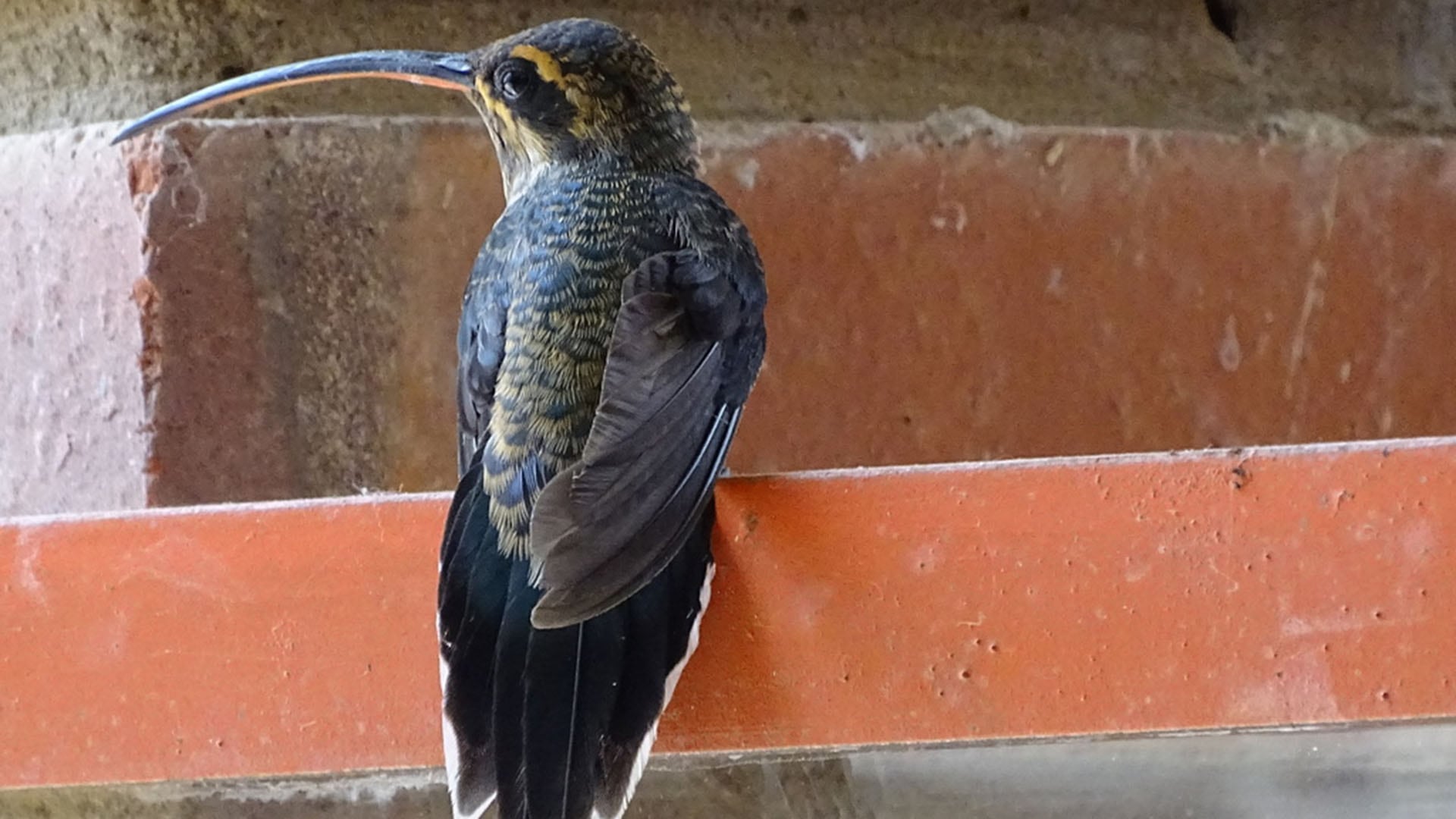 El pico recto permite a los colibríes machos atacar desde varios ángulos sin perder eficacia durante los enfrentamientos (Journal of Experimental Biology)
