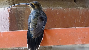 El pico recto permite a